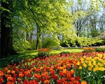 Голландский город Лисс утонет в цветах